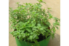 GROWING MINT IN COCO PEAT