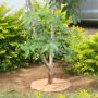 coco-coir-mulch-mat-with-tree